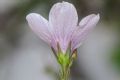 Linum tenuifolium